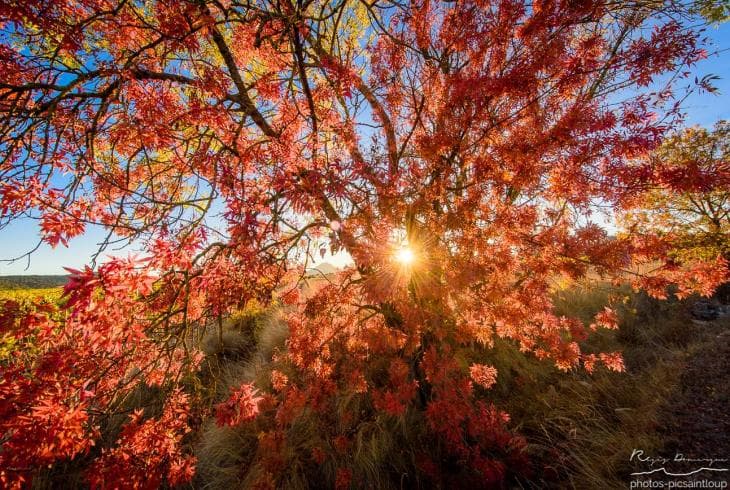 Image d'illustration pour Les dernières couleurs d'automne avant les paysages d'hiver
